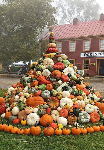 Falkland top for spinning - Gourds - 5.2 oz. - Inglenook Fibers