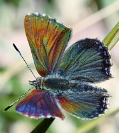 Bathurst Copper Butterfly - Lepidoptery Blends - Merino/ Mulberry Silk/ Sari Silk/ Tweed Blend/ Bamboo (40/25/15/10/10)