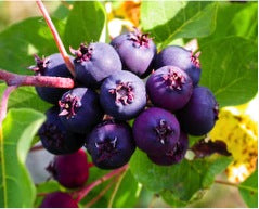 Saskatoon Berry - Zwartables/ SuperfineMerino/ ALPACA/ Tussah and Mulberry Silks/Sari silk/Tweed blend (25/25/15/15/10/10)