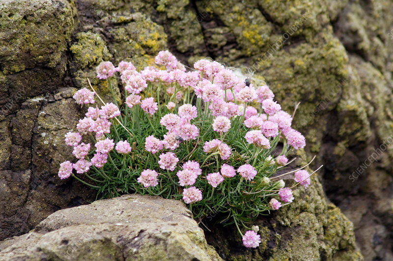 Sea Thrift - Custom Blended Top- Shetland/ Bio-Nylon/ Gotland ) (60/30/10)