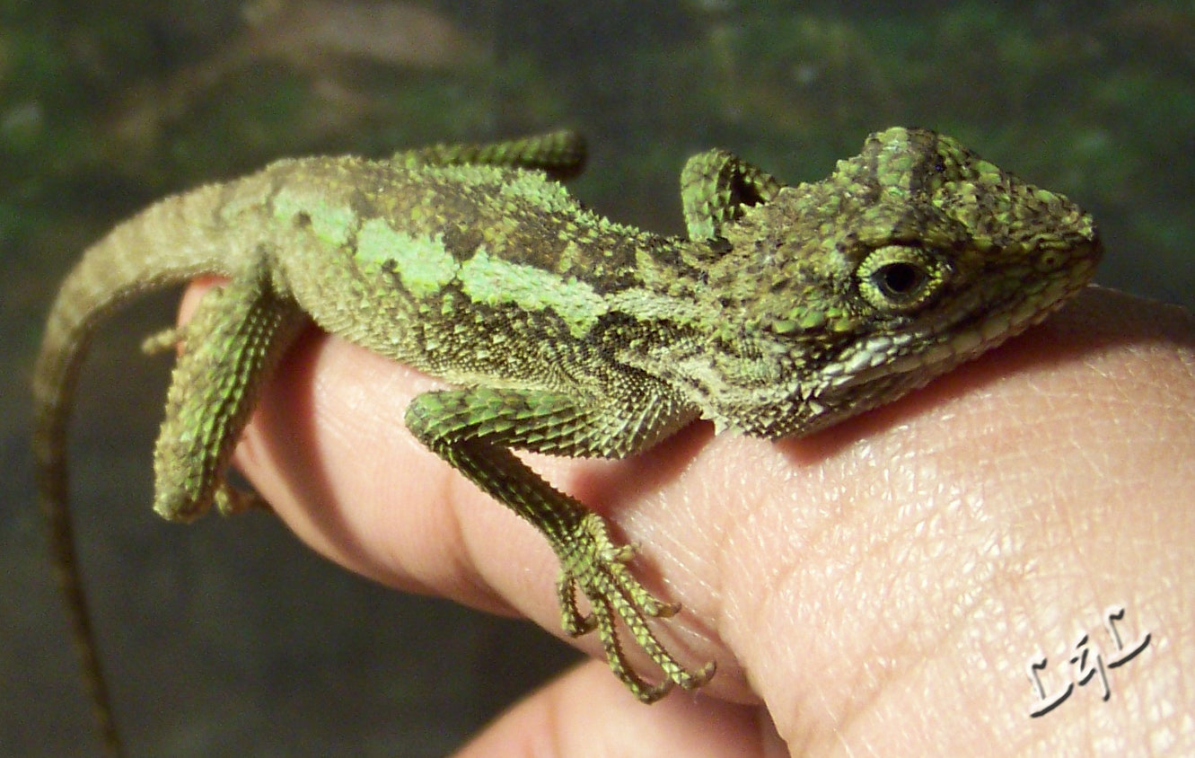 Non-sparkle Sticklebatts - Tree Dragon (3.8 oz) - 30% Bond fleece; merino, polwarth, silk, bamboo, silk noil