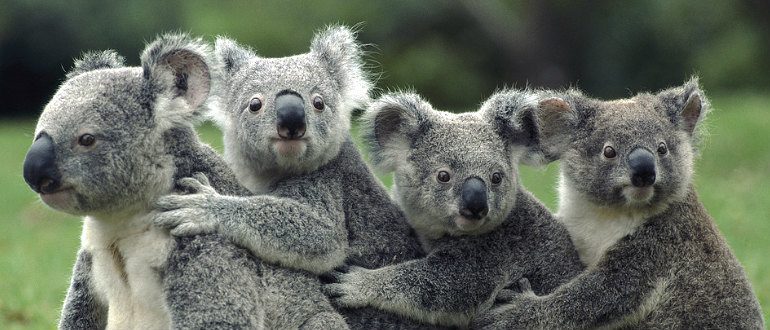 Koala - Non-Sparkle Sticklebatts - 25% Australian Bond fleece, merino, alpaca, corriedale, falkland, silk, bamboo, silk noil - Inglenook Fibers