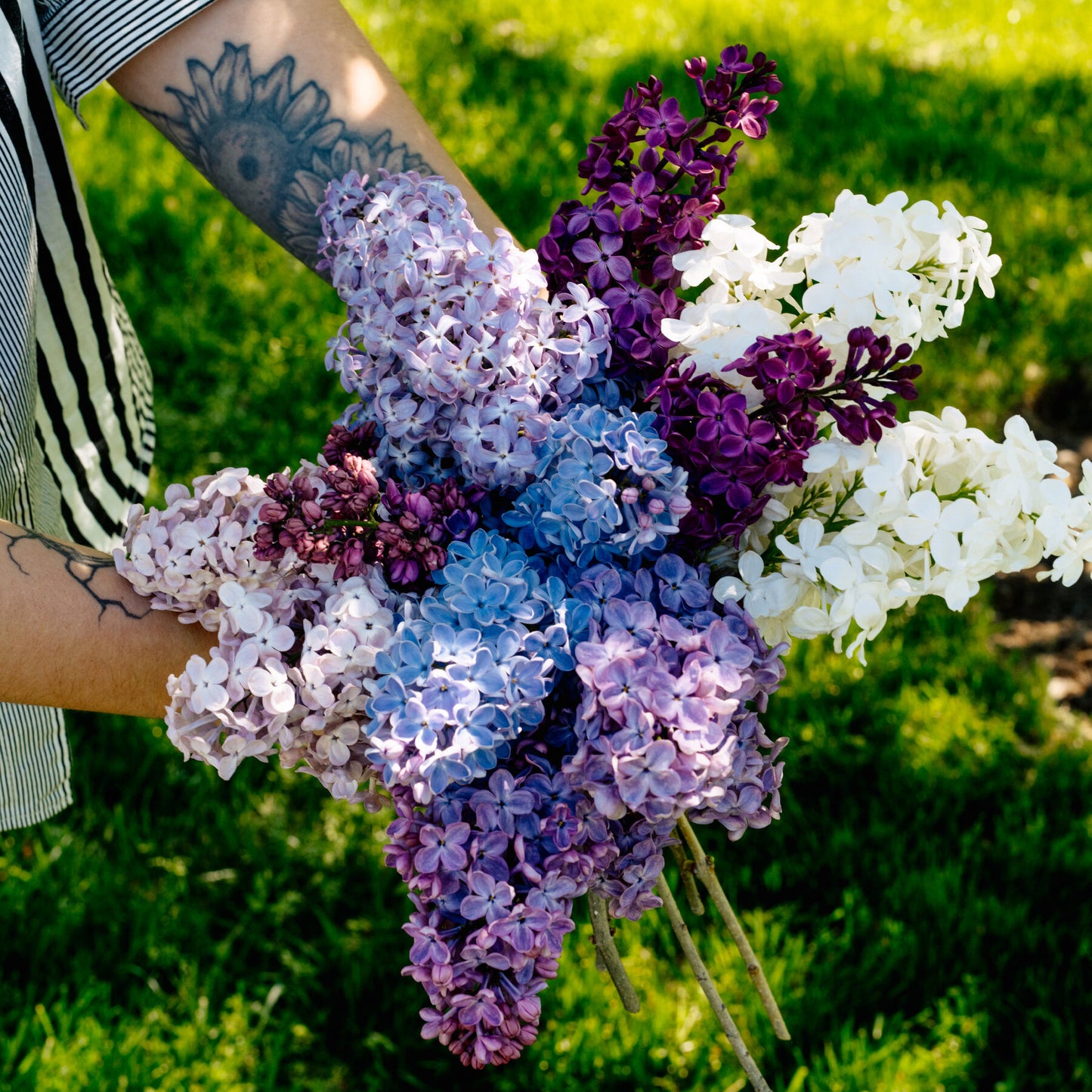 French Lilacs Dyed Gradient Set (11.2 oz) - Blue-faced Leicester