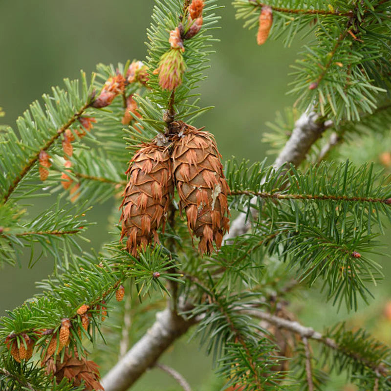 Douglas Fir (5.3 oz) - Grey Haunui 23.6 mic