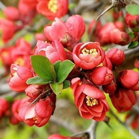 Flowering Quince Dyed Gradient Set (8.4 oz) - Blue-faced Leicester