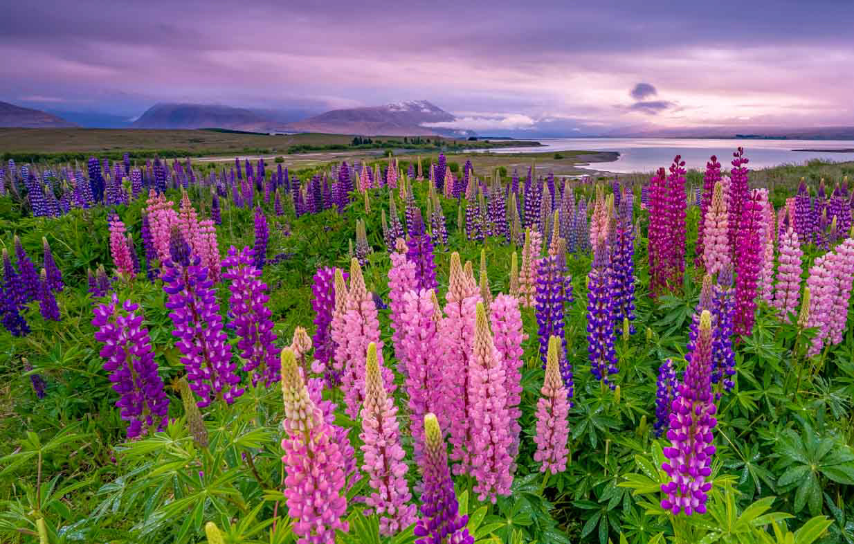 Field of Lupins -(3.5 oz) Pearl Haunui 19.6 mic
