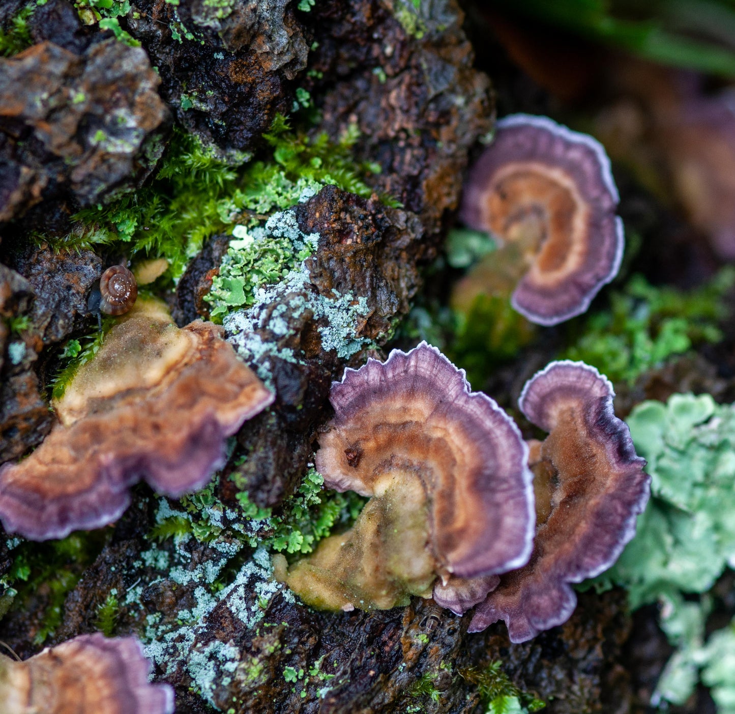 Fungus Among Us- Gradient  Set- Organic Polwarth/Mulberry Silk (80/20)