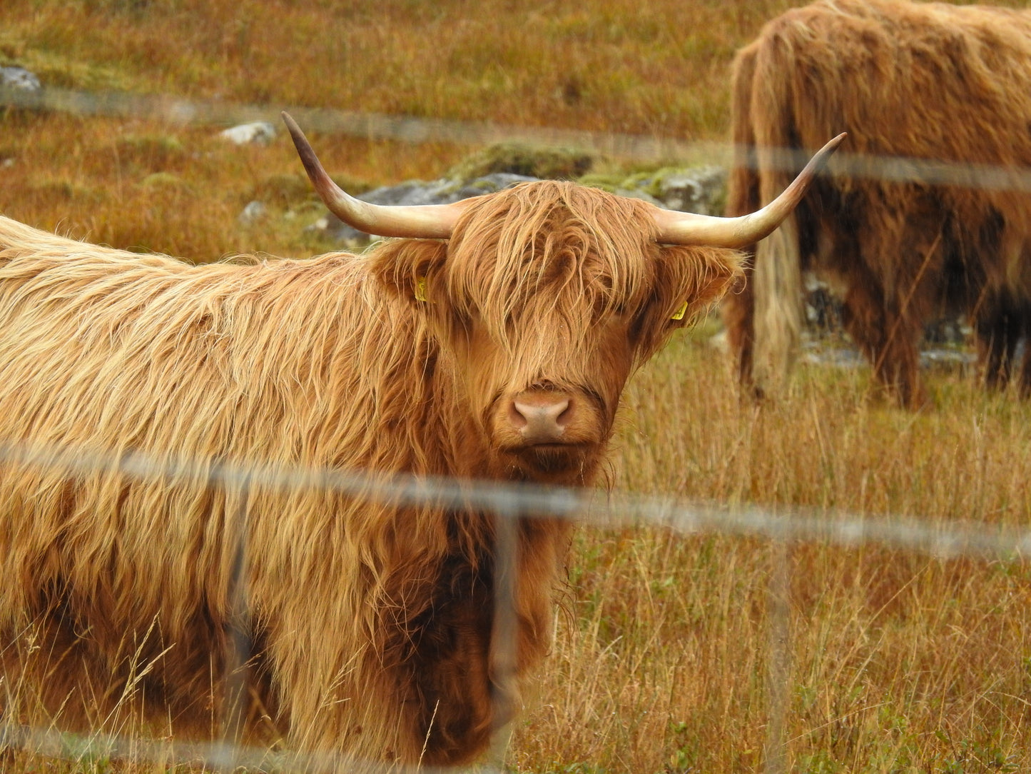 Hairy Coo - NON -Sparkle Sticklebatts -BOND fleece, Merino, Hebridean Wool, silk, bamboo, silk noil