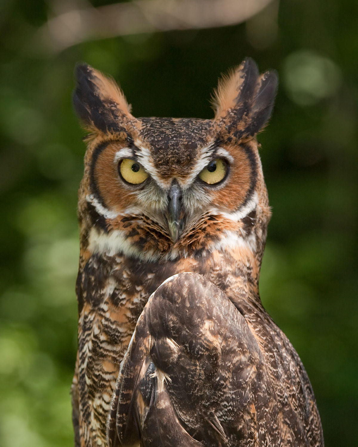 Great Horned Owl - Qiviut/ Tussah Silk (50/50)