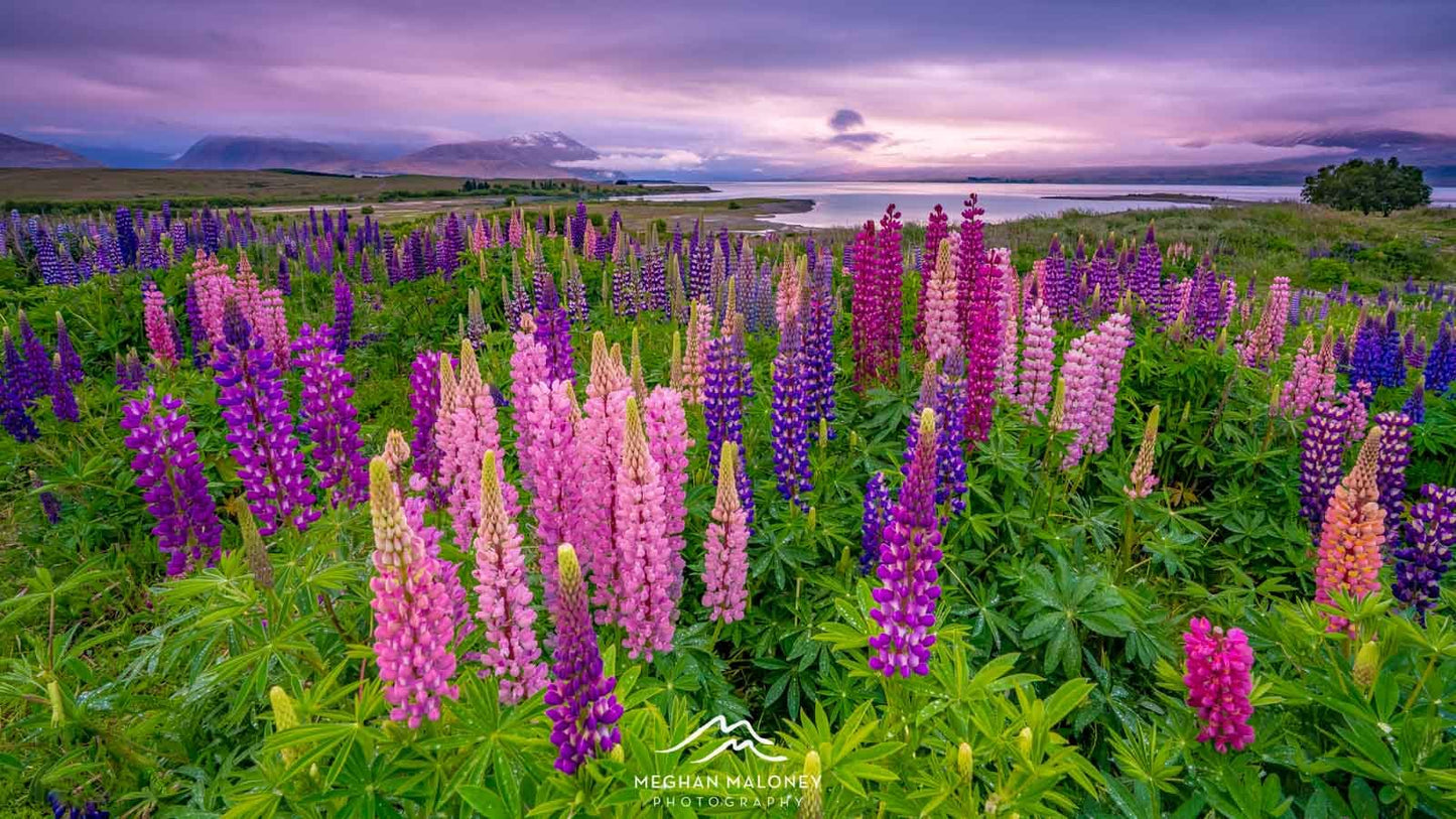 Field of Lupins (5.7 oz) - Polwarth