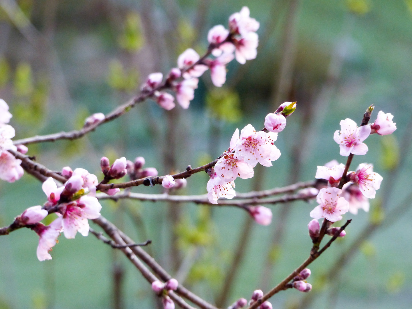 Peach Blossom (5.7 oz) - Batt in a Braid #39 - Merino/ Mulberry Silk / Sari Silk (50/25/25)
