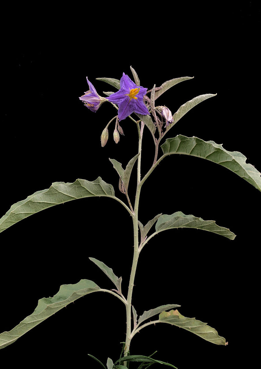 Nightshade - NON-Sparkle Sticklebatts -CVM/Rambouillet/Border Leicester X fleece, merino, Hebridean, silk, bamboo