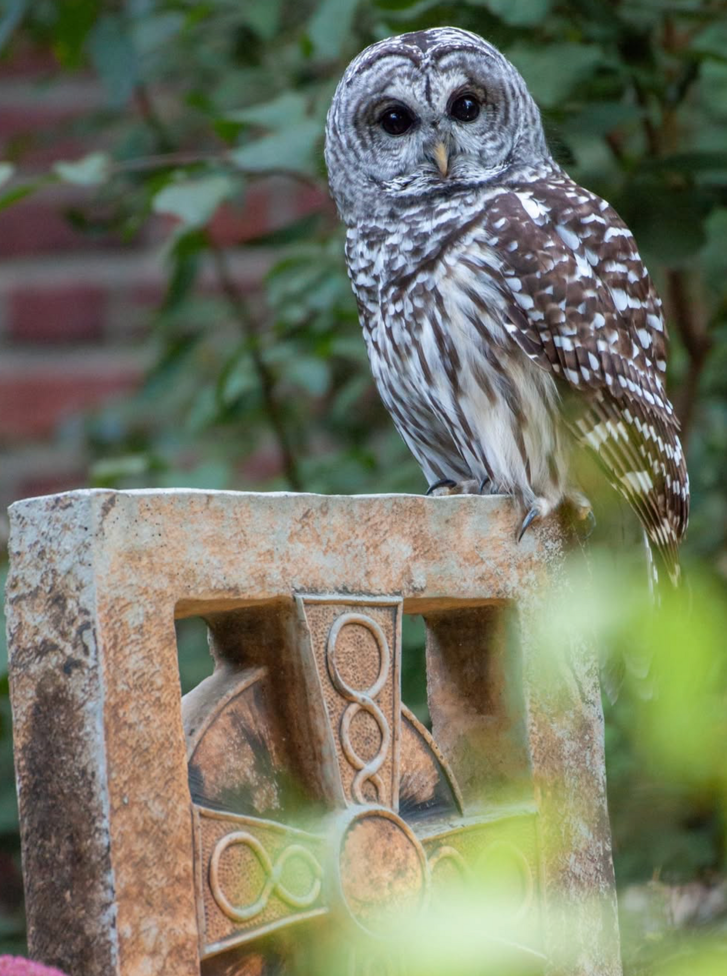 Barred Owl - Merino/ Qiviut/ Tussah Silk (50/50/25)