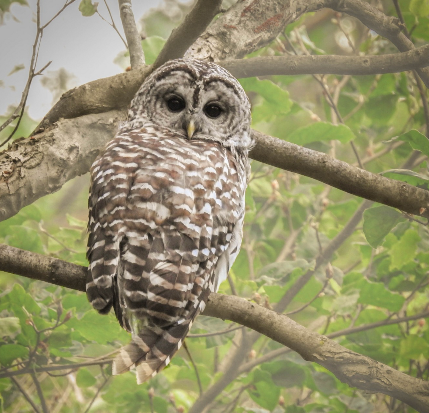 Barred Owl - Merino/ Qiviut/ Tussah Silk (50/50/25)
