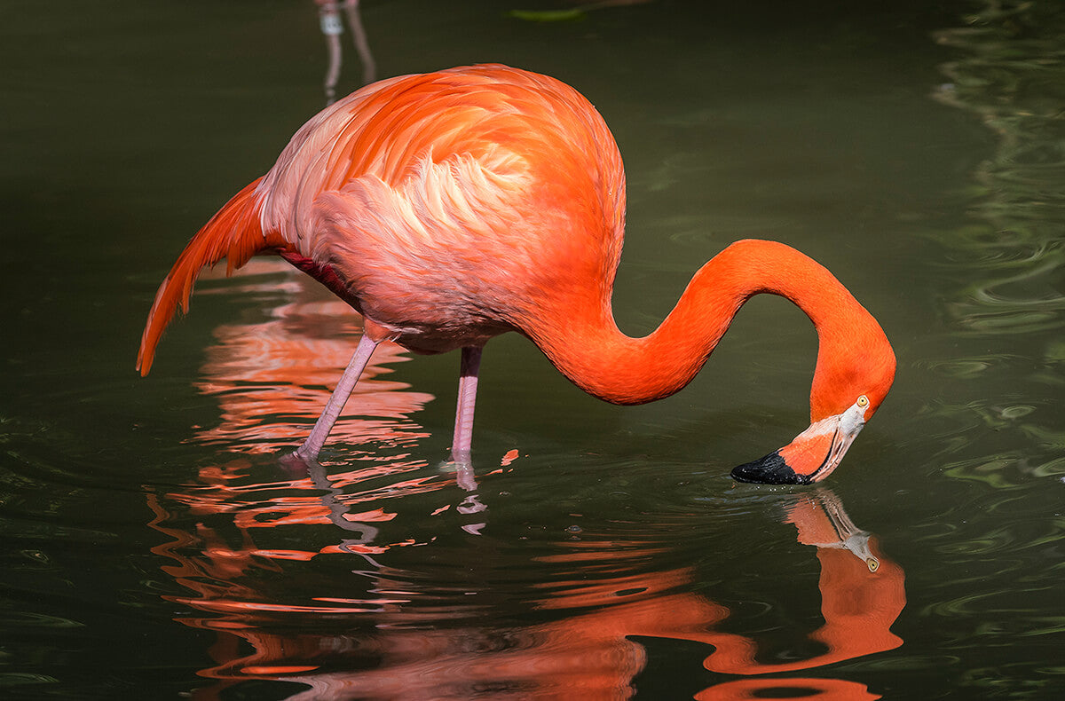Flamingo (5.6 oz.)- White-faced Woodland/ Ramie/ Llama/ Bamboo (35/35/15/15)