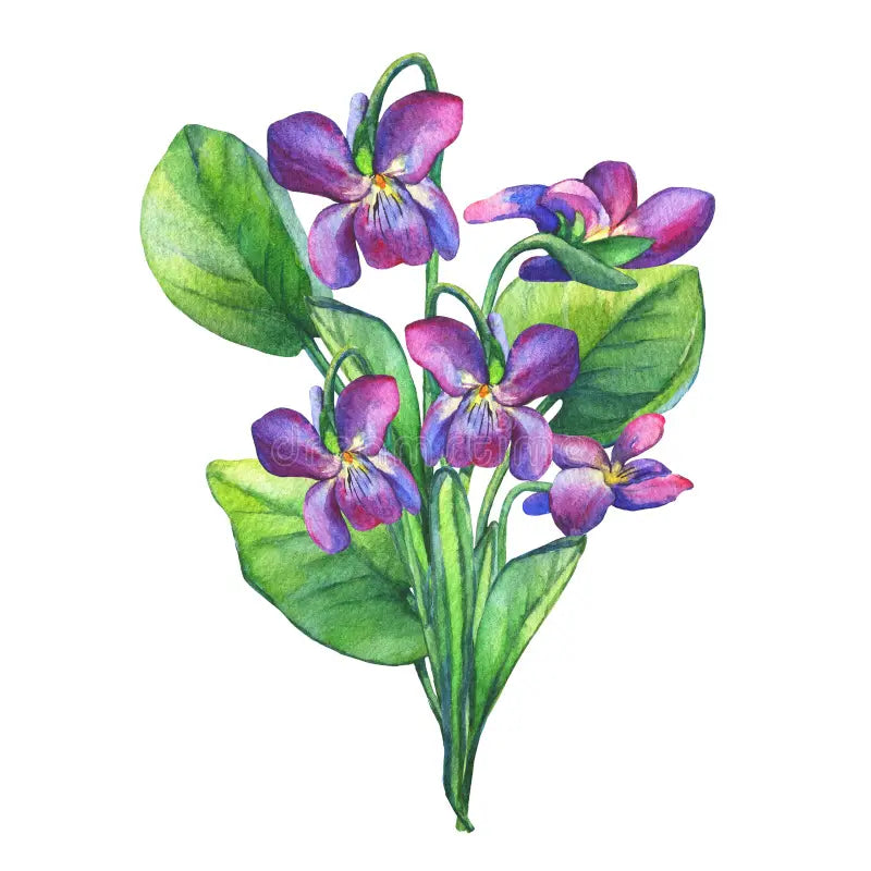 Sweet Violets (5.3 oz) - Silver Haunui / Mulberry Silk (70/30)