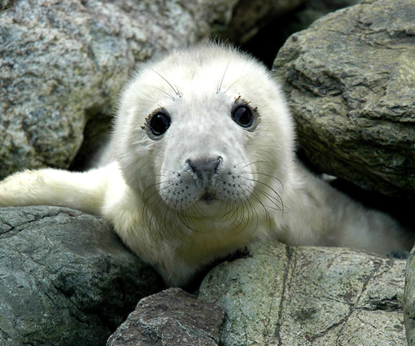 Grey Seal Pups - NON -Sparkle Sticklebatts (4 oz) - ANGORA, Corriedale, Merino, silk, silk noil