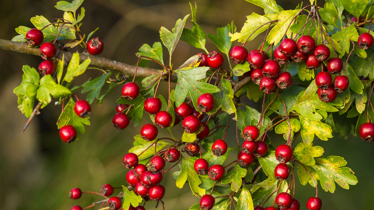 Hawthorn Berries(5.7 oz) - Cormo Top (23 mic.)
