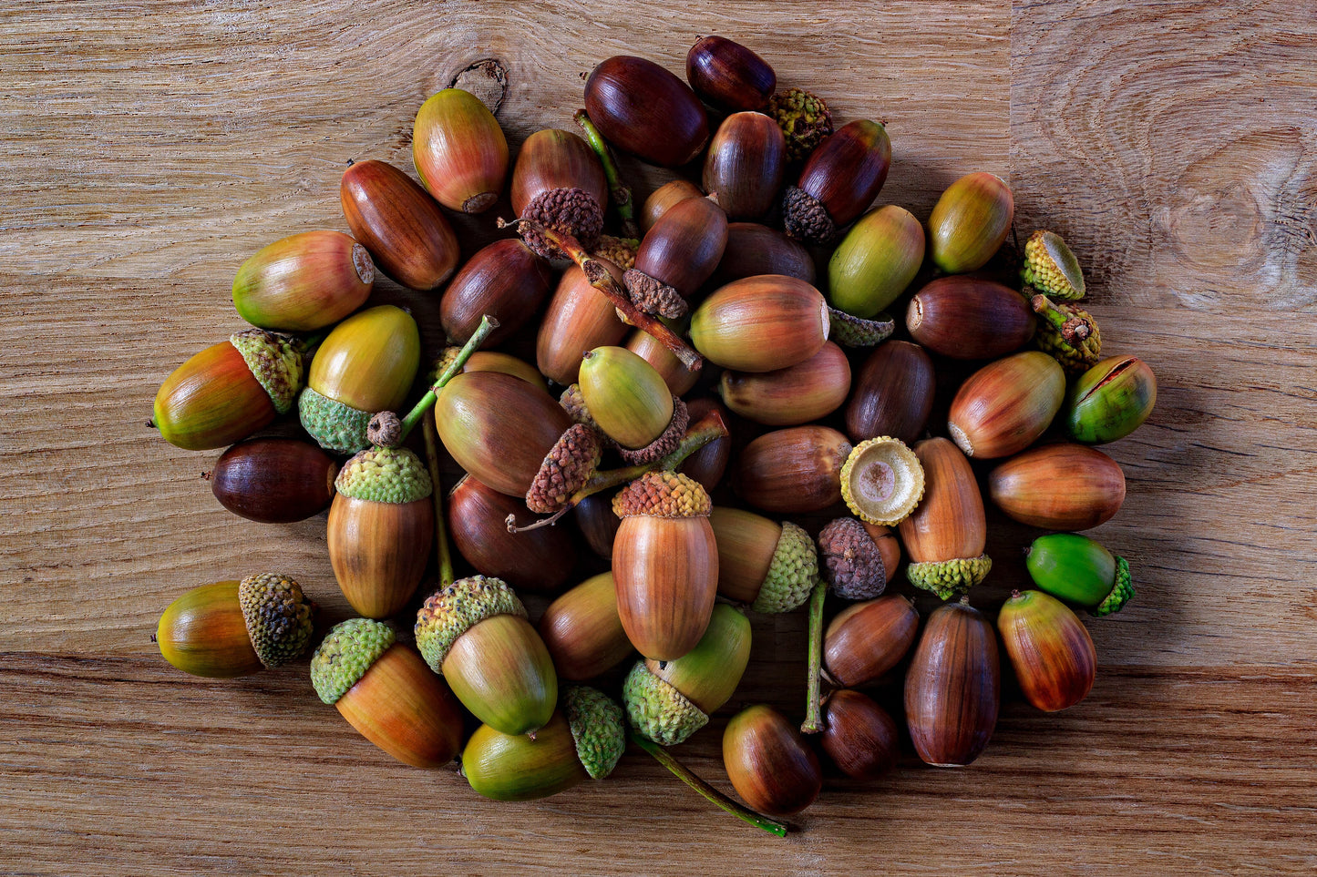 Acorns - NON-Sparkle Sticklebatts - Corriedale X Southdown fleece, polwarth, haunui top, mohair, silk, faux cashmere, silk noil