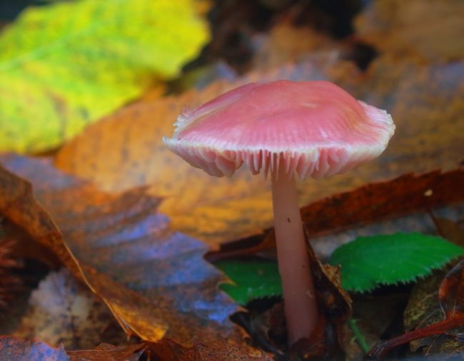 Rosy Bonnet - Mushroom Blend - Bfl/ Tussah Silk/ Shetland /Tweed Blend/ Mint Fiber/ FLAX (25/25/15/15/1010)