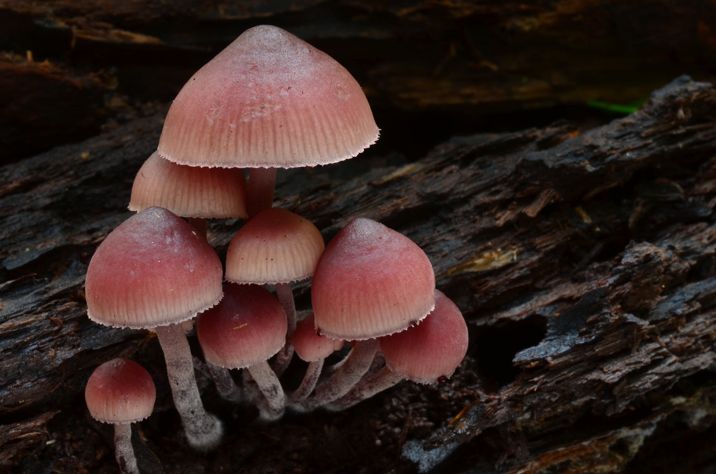 Rosy Bonnet - Mushroom Blend - Bfl/ Tussah Silk/ Shetland /Tweed Blend/ Mint Fiber/ FLAX (25/25/15/15/1010)