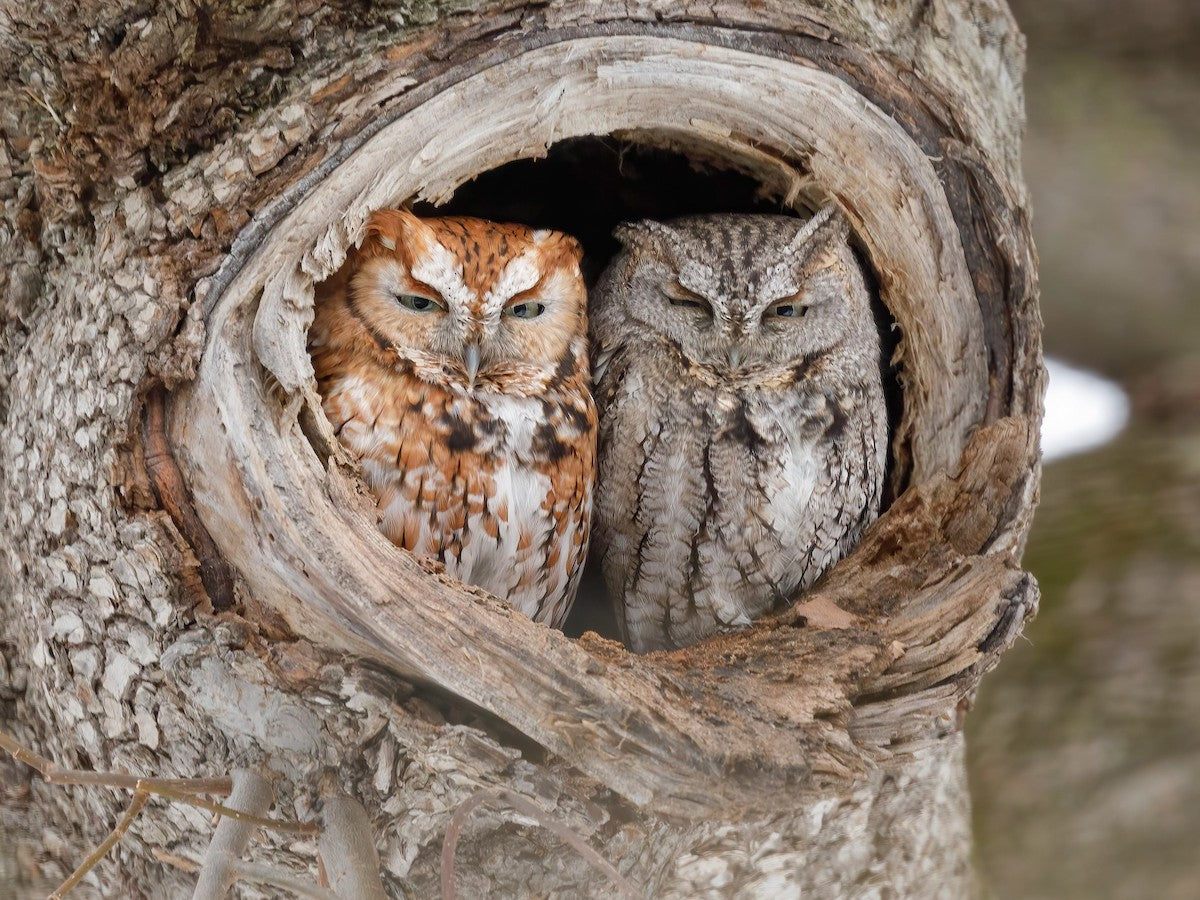 Screech Owl ( grey morph) (2.2 oz) - Mongolian Cashmere/ Tussah Silk (50/50)