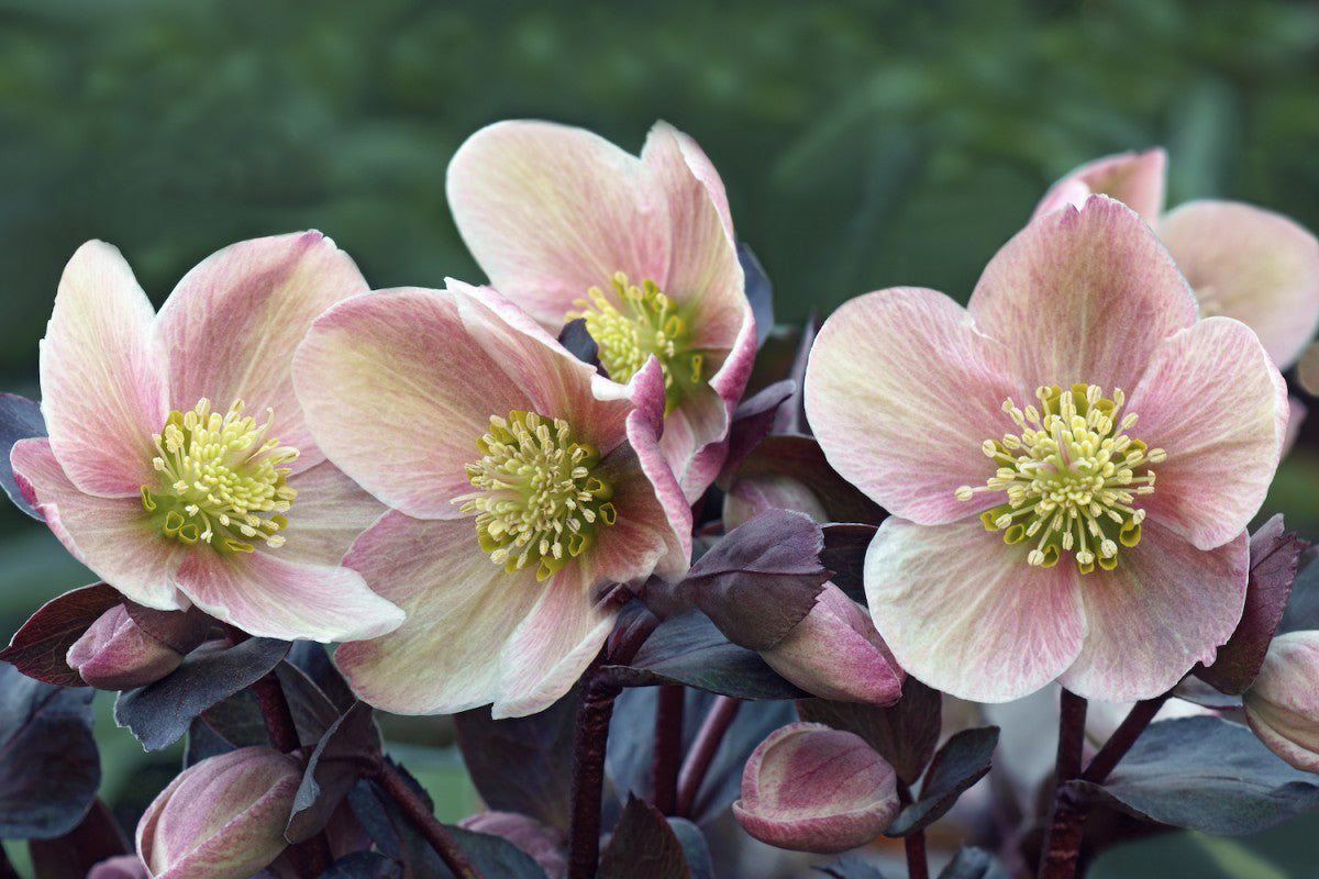 Lenten Roses Dyed Gradient Set - Shaniko Wool (20 micron)
