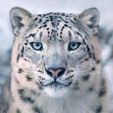 Snow Leopard - Custom Blended Top- Merino/ Shetland/ Tussah Silk/ Baby Camel /Tweed Blend (25/25/25/15/10)