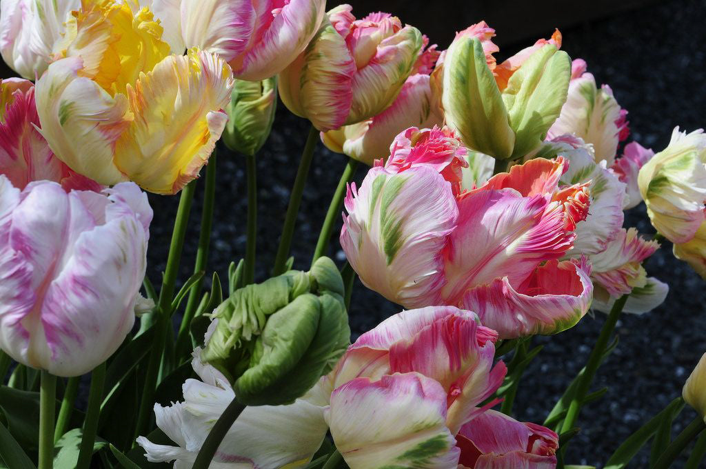 Parrot Tulips - NON-Sparkle Sticklebatts -Camel, merino, polwarth, silk, sari silk, bamboo