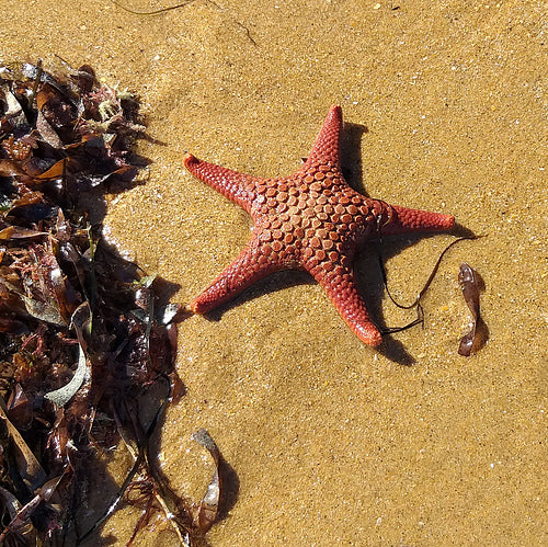 Sea Star - Roly-Poly Batts- 30% Kid Mohair Fleece, Superfine merino, rambouillet, silk, bamboo, silk noil, angelina - Inglenook Fibers