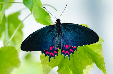 Pink Spotted Cattleheart Butterfly - Lepidoptery Blends - Merino/ Mulberry Silk/ Sari Silk/ Tweed Blend/ Bamboo  (40/25/15/10/10)