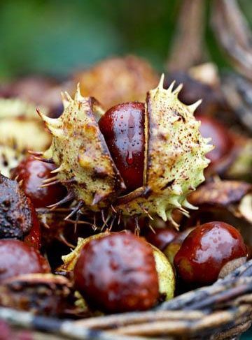Chestnut (5.6 oz) - Merino/ Tussah Silk/ Natural Flax (50/25/25)