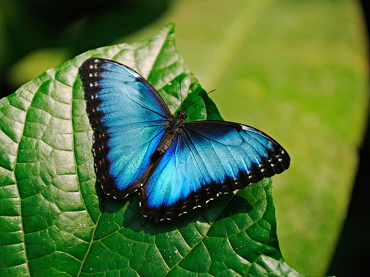 Blue Morpho Butterfly - Lepidoptery Blends - Merino/ Mulberry Silk/ Sari Silk/ Tweed Blend/ Bamboo  (40/25/15/10/10)