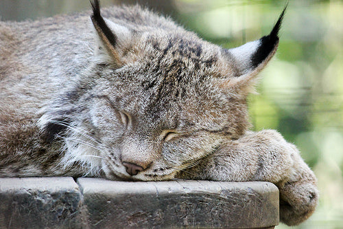Canada Lynx - Sticklebatts-( 4 oz. ) Mohair Fleece, merino, silk, alpaca, bamboo, manx loaghtan, silk noil - Inglenook Fibers
