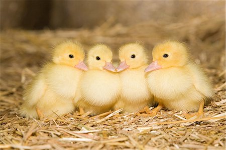 Ducks in a Row (3.9 oz)- Sparkle Sticklebatts -15% CASHMERE,Polwarth, silk, Bond Fleece, bamboo, silk noil, angelina