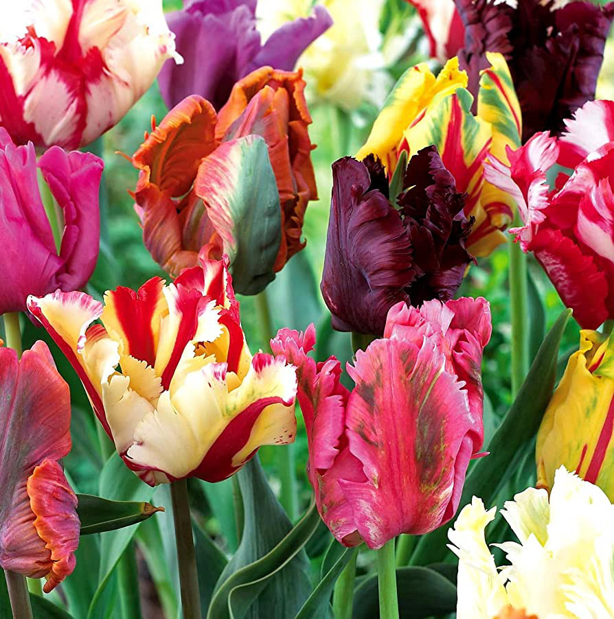 Parrot Tulips - NON-Sparkle Sticklebatts -Camel, merino, polwarth, silk, sari silk, bamboo