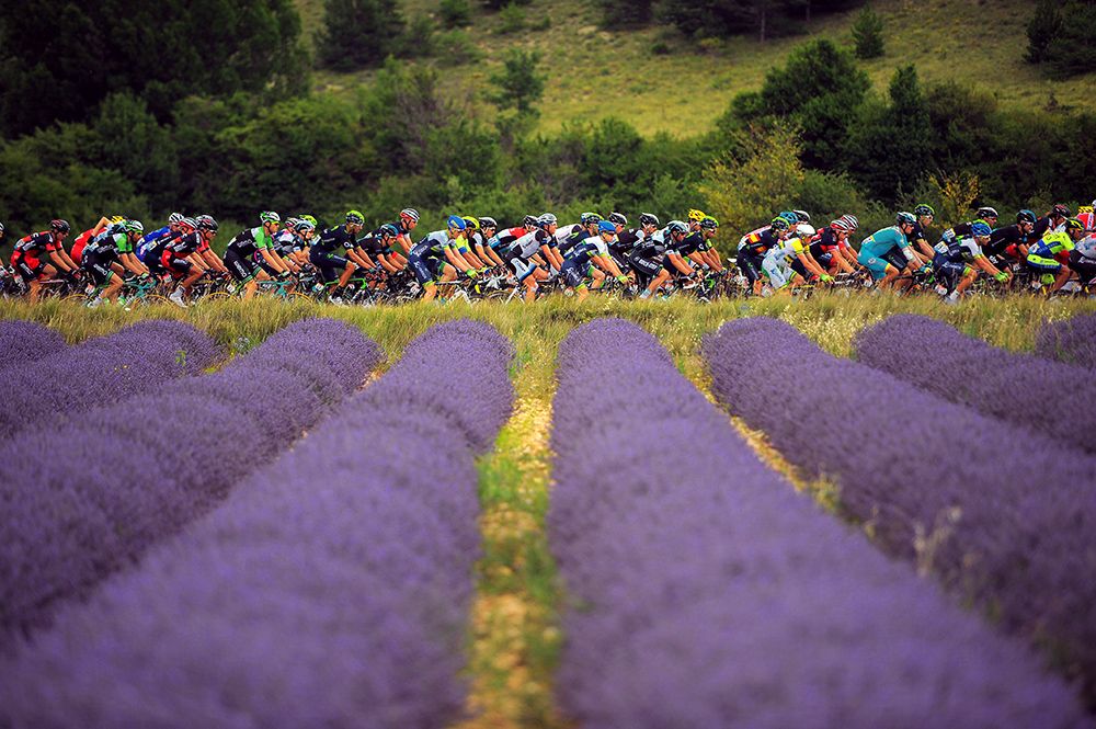 tour de france lavender fields