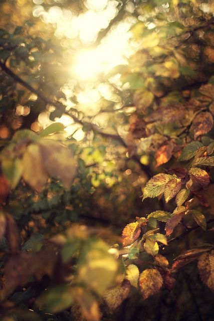 Autumn Ramble- Non-Sparkle Sticklebatts -( 4.2 oz) 30% RomeldaleX fleece; polwarth, merino, silk, bamboo, silk noil