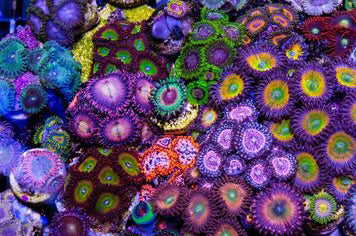 Sea Blooms - Batt in a Braid #52- Wensleydale/ Mulberry silk/ Polwarth (60/25/15)