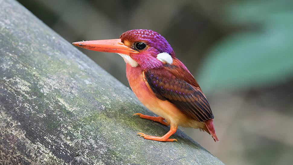 White-faced Woodland/ Ramie/ Llama/ Bamboo (35/35/15/15) - Dwarf Kingfisher - (5.8 oz.)