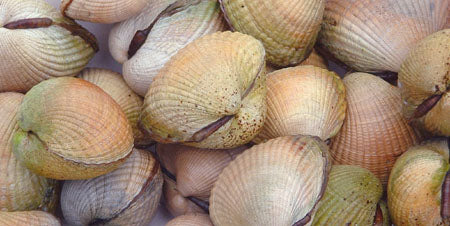 Cockle Shells (5.5 oz) - Merino/ Tussah Silk/ Natural Flax (50/25/25)