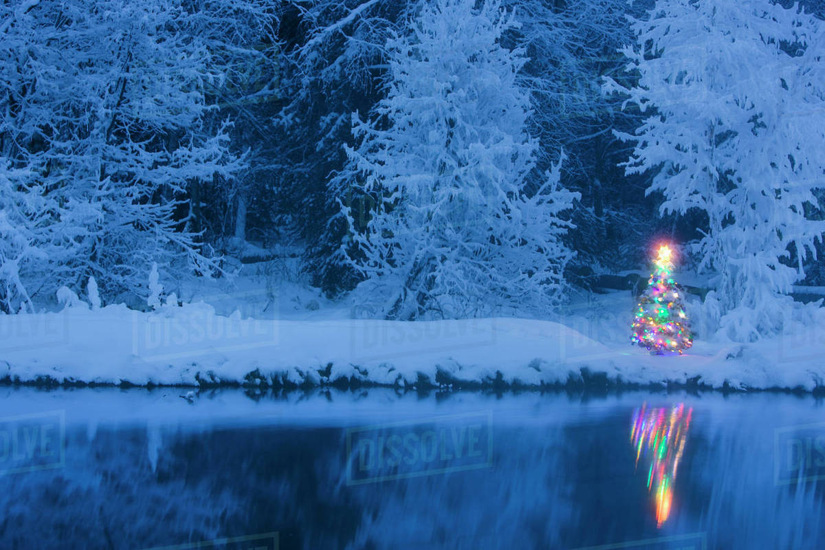 Twinkle Lights - Targhee/silk/ bamboo (80/10/10)