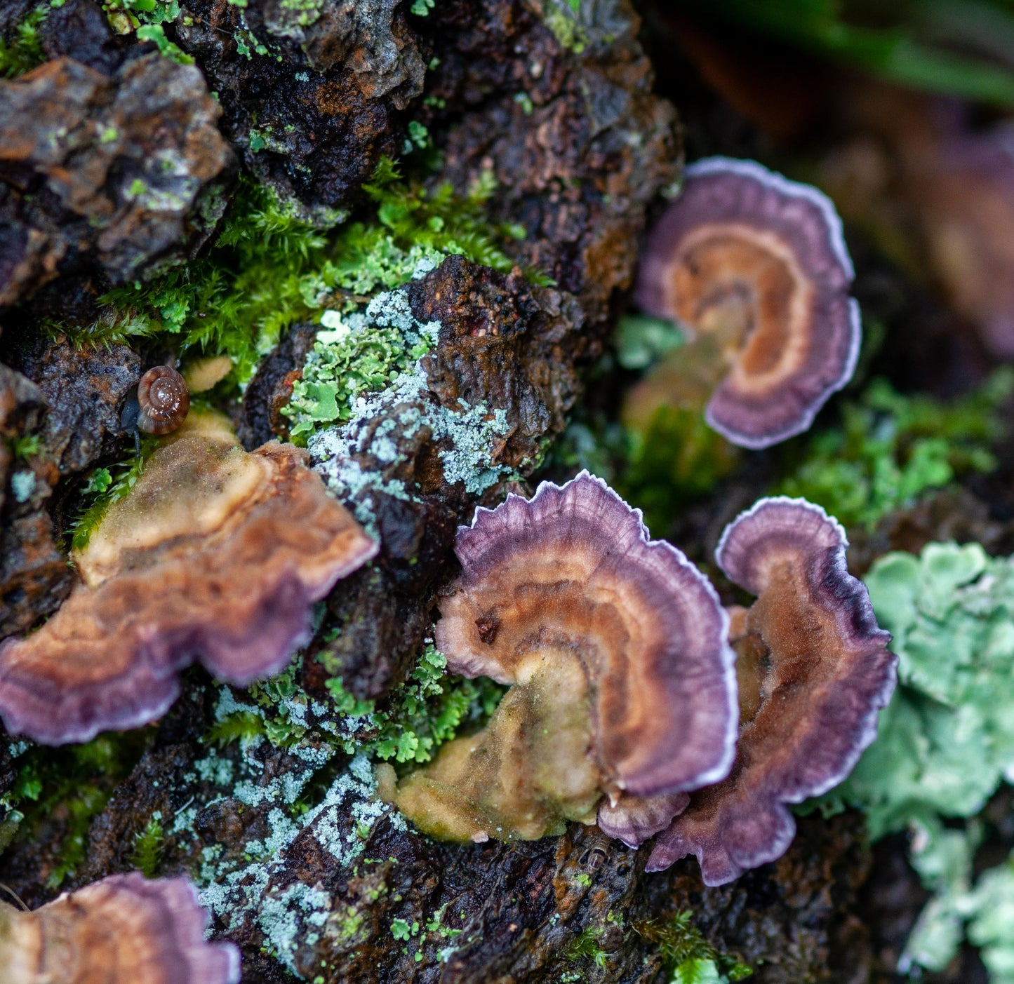 Fungus Among Us- Gradient Braid Set-Fusion Series- (12.2 oz) Humbug Shetland/ Mulberry Silk (75/25)