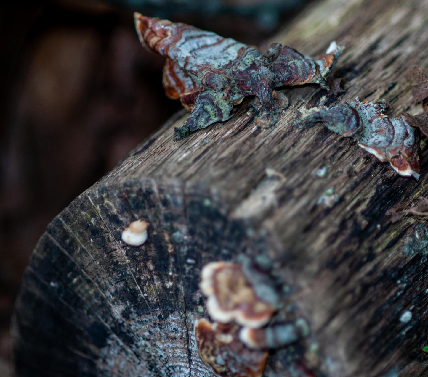 Fungus Among Us- Gradient Braid Set-Fusion Series- (12.2 oz) Humbug Shetland/ Mulberry Silk (75/25)