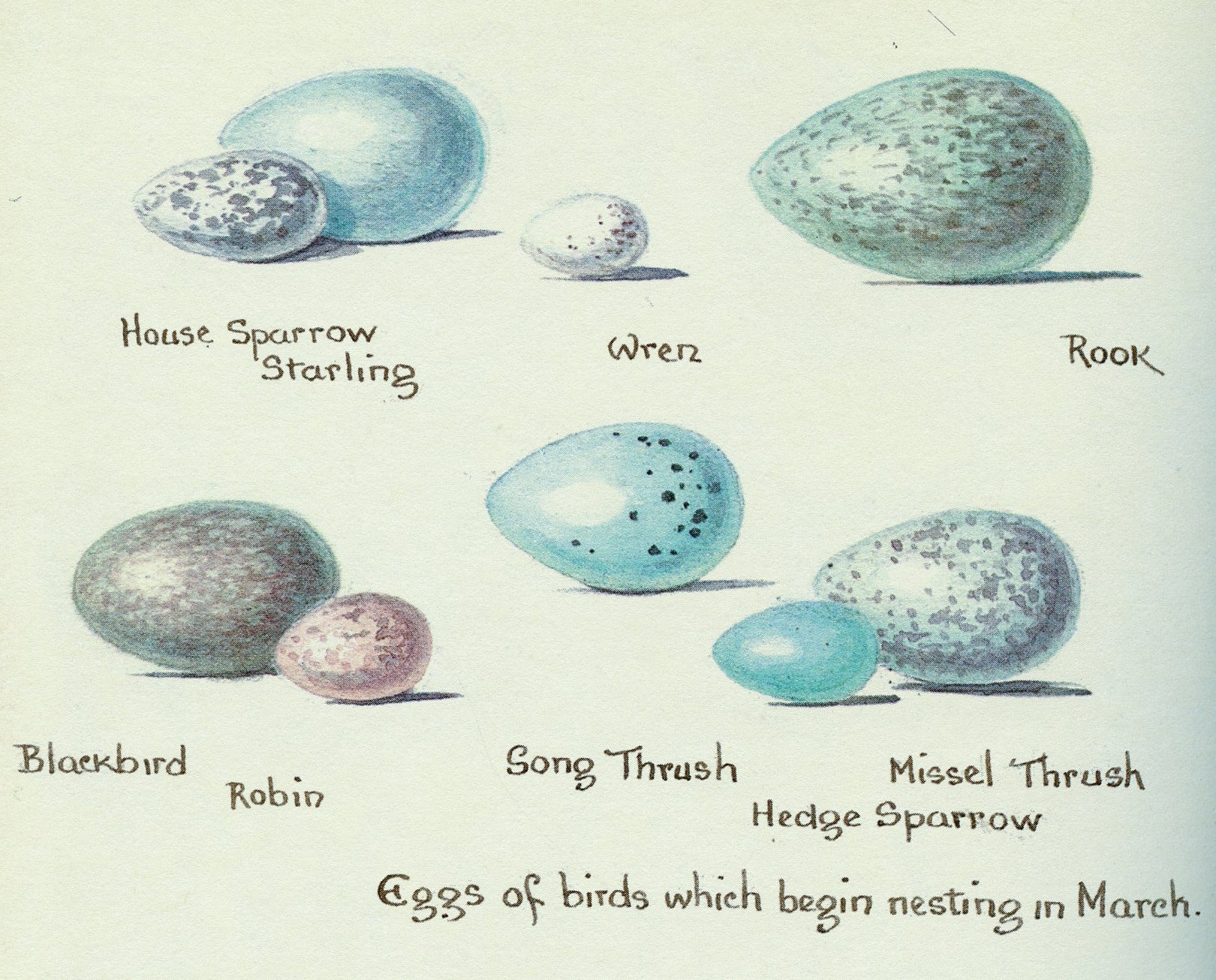 Natural Dyed Fiber Batts - Bird's Eggs- 80% wool, 20% silk - Inglenook Fibers