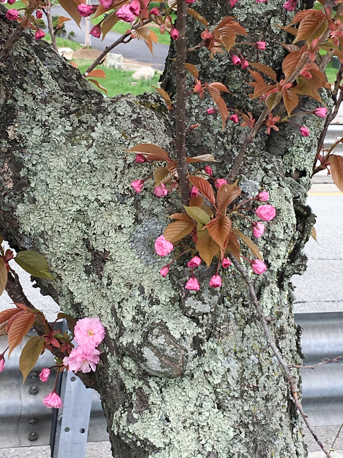 Japanese Cherry Tree - Sticklebatts -( 4 oz. ) 30% Corriedale fleece, superfine merino, silk, rambouillet, bamboo, silk noil, angelina - Inglenook Fibers