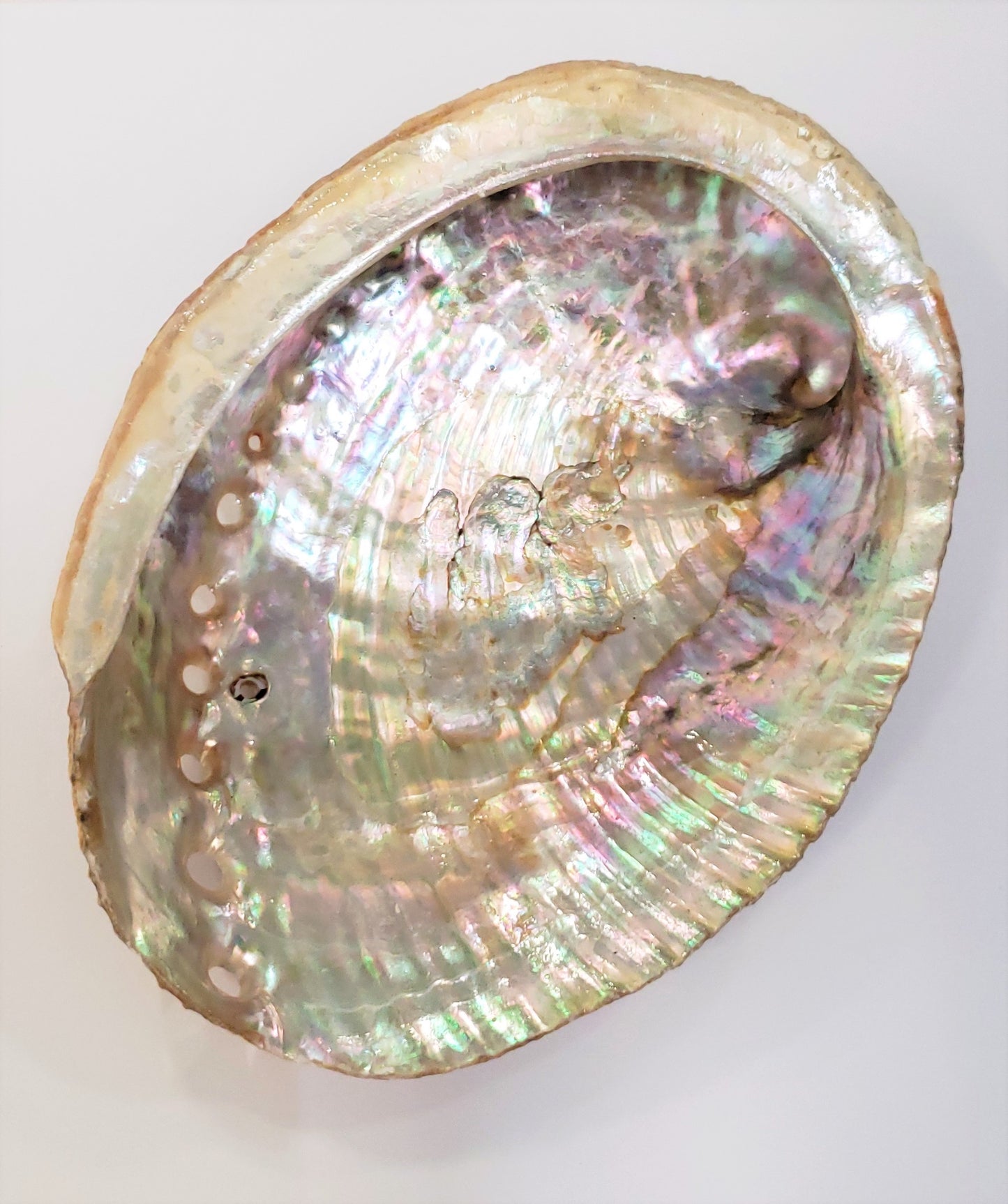 Paua Shell- Custom Blended Top- Merino/ Pearl Fiber/ Mulberry Silk/ Iridescent Stellina (60/25/10/5)