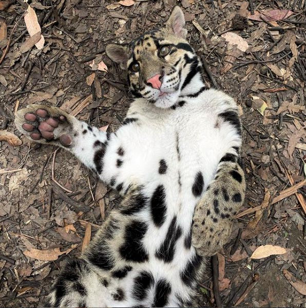 Non-sparkle Sticklebatts -Clouded Leopard- 30% Bond Fleece; merino, Shetland, polwarth, silk, bamboo, silk noil