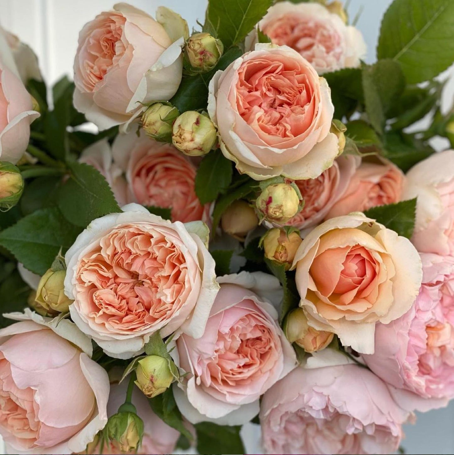 Sparkle Roly-Poly Batts - English Roses (4.7 oz) - 30% Cormo; merino, polwarth, silk, bamboo, silk noil, ANGELINA