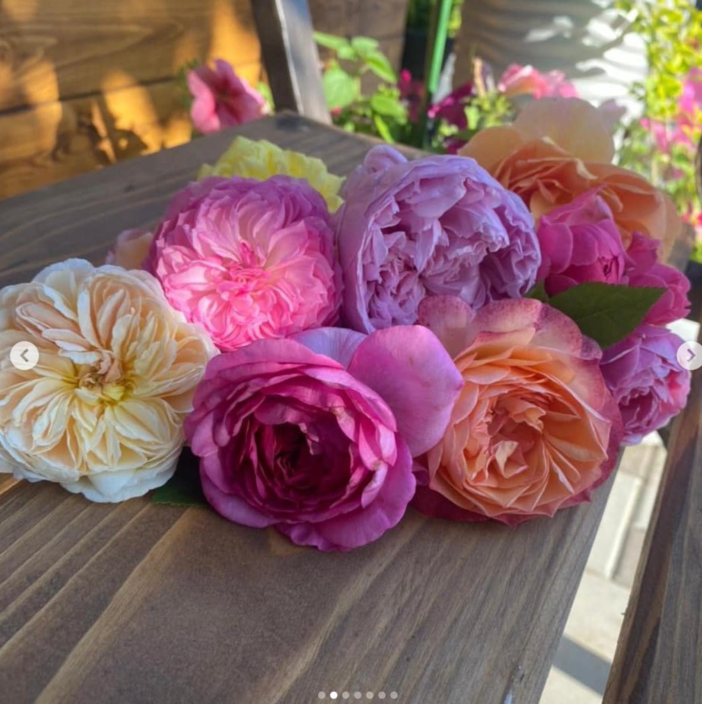 Non-Sparkle Roly-Poly Batts - English Roses (3.75 oz) - 30% Cormo; merino, polwarth, silk, bamboo, silk noil